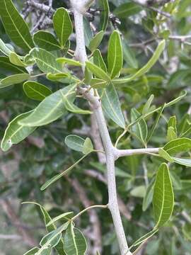 Image of Searsia gueinzii (Sond.) F. A. Barkley