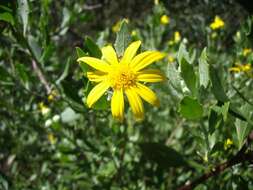 Image of Osteospermum moniliferum subsp. pisiferum (L.) J. C. Manning & Goldblatt