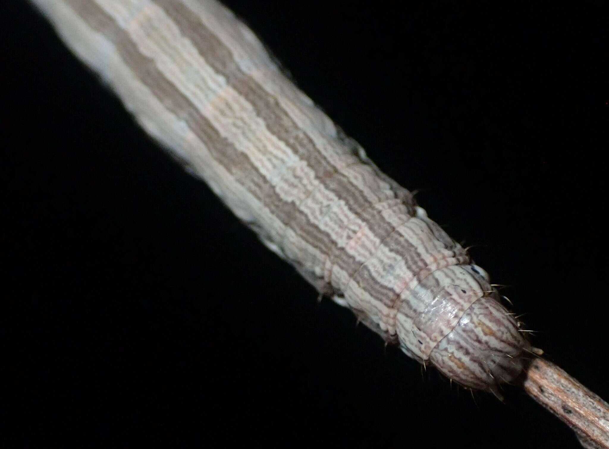 Image of Abbreviated Underwing Moth