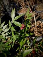 Image of prairie sumac