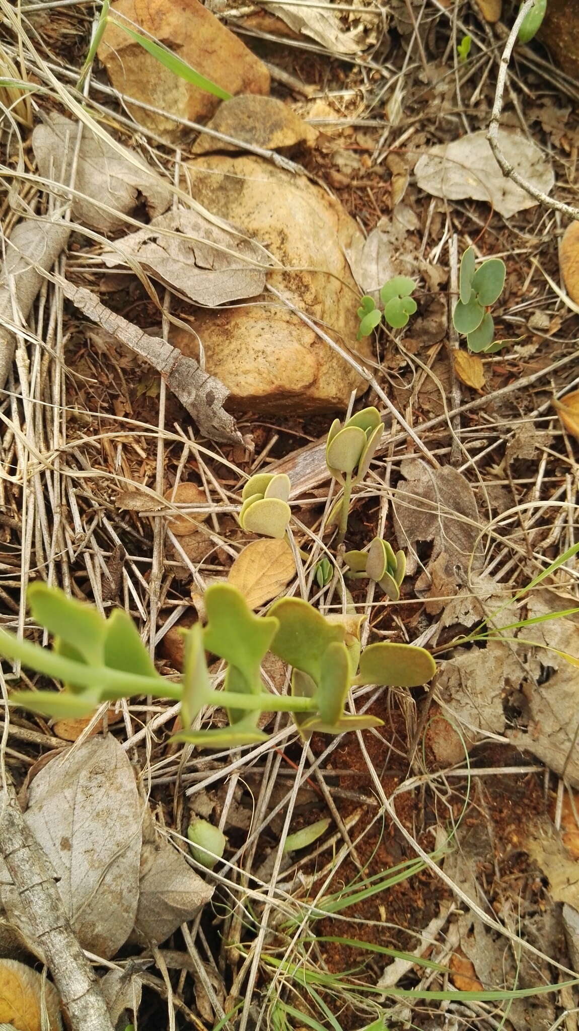 Image of Common kalanchoe