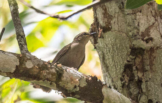 Sivun Hyliidae kuva