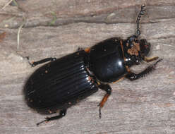 Image of Horned Passalus