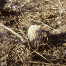 Image of Echinocereus pectinatus subsp. ctenoides (Engelm.) G. Frank