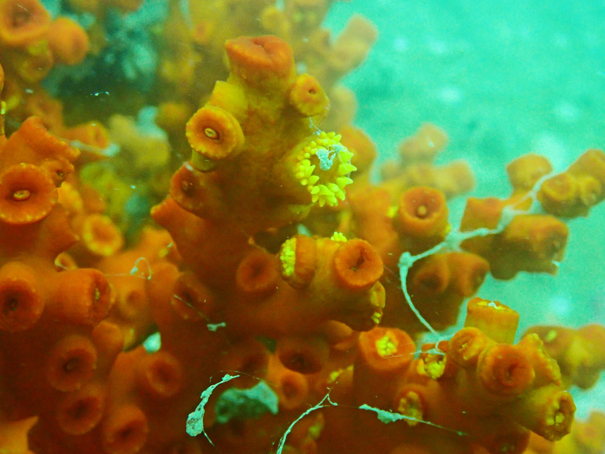 Image of Dendrophyllia ijimai Eguchi 1935