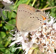 Image of California Hairstreak