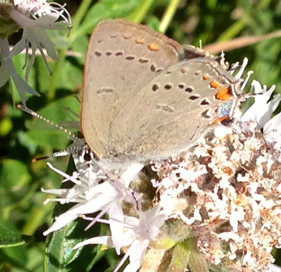 Image of California Hairstreak