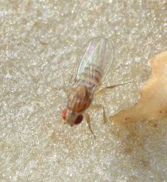 Imagem de Drosophila busckii Coquillett 1901