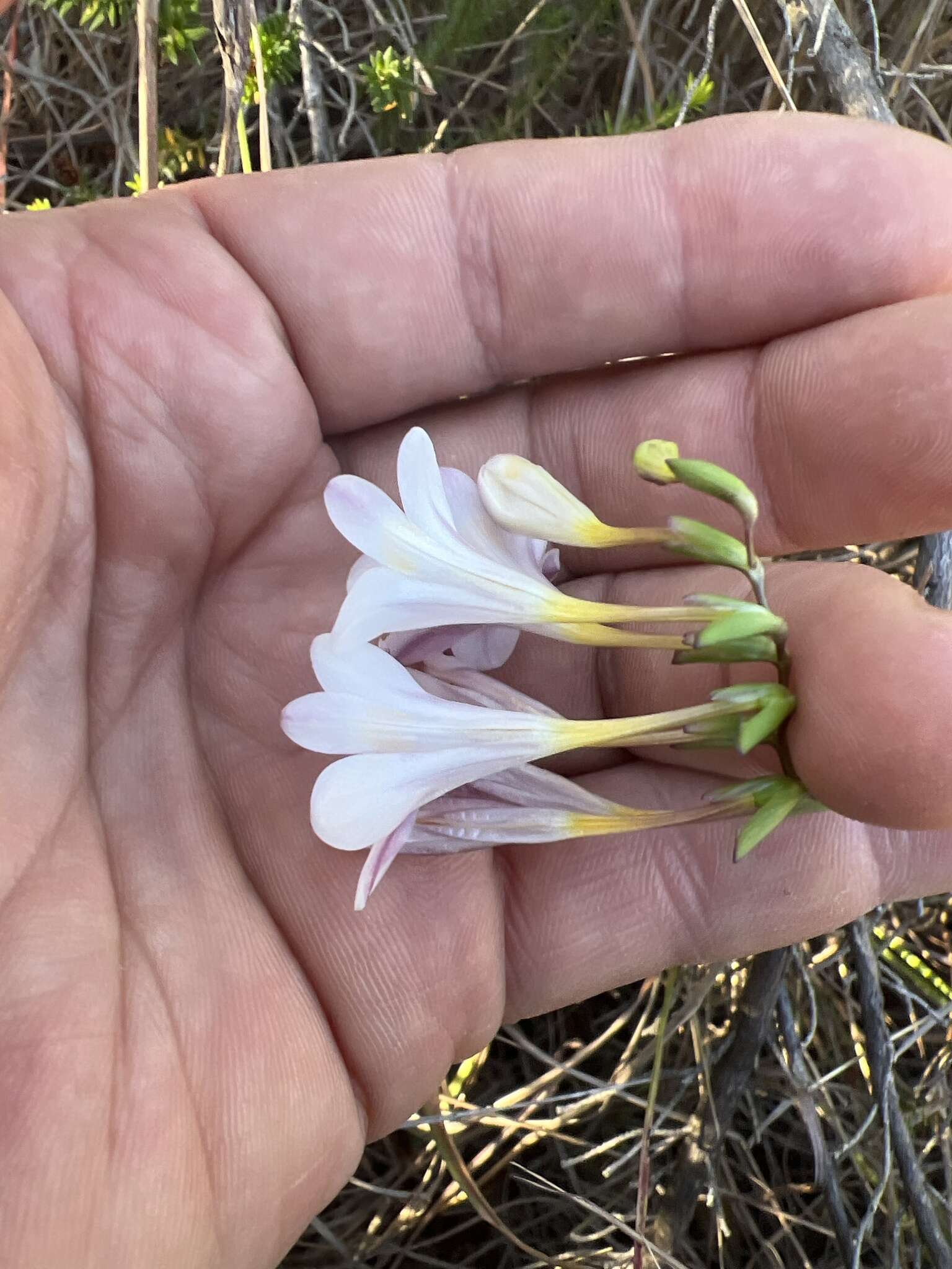 Image of Freesia sparrmanii (Thunb.) N. E. Br.