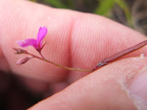 Image of Indigofera sarmentosa L. fil.