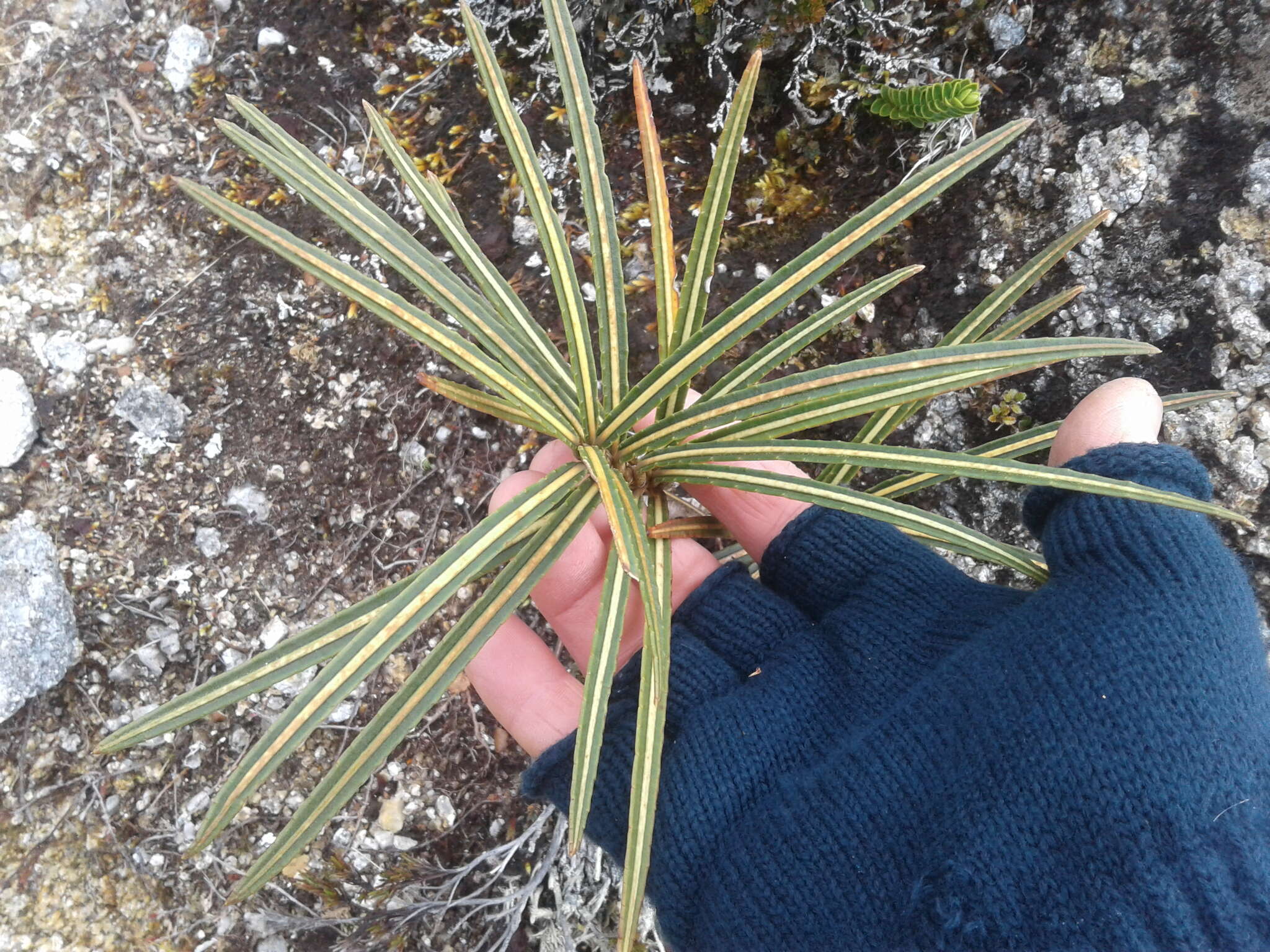 Image of Pseudopanax linearis (Hook. fil.) K. Koch