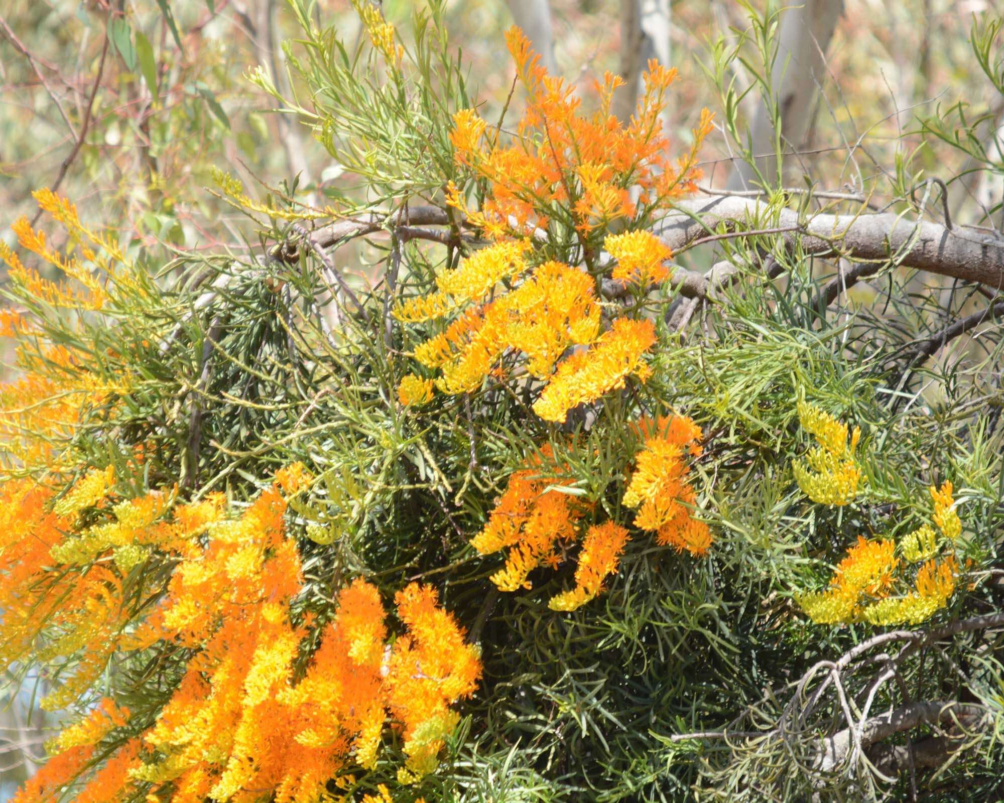 Plancia ëd Nuytsia floribunda (Labill.) R. Br.