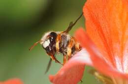 Imagem de Anthidium chilense Spinola 1851