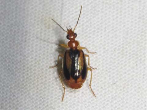 Image of Lebia (Lebia) solea Hentz 1830