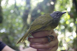 Image of Western Greenbul