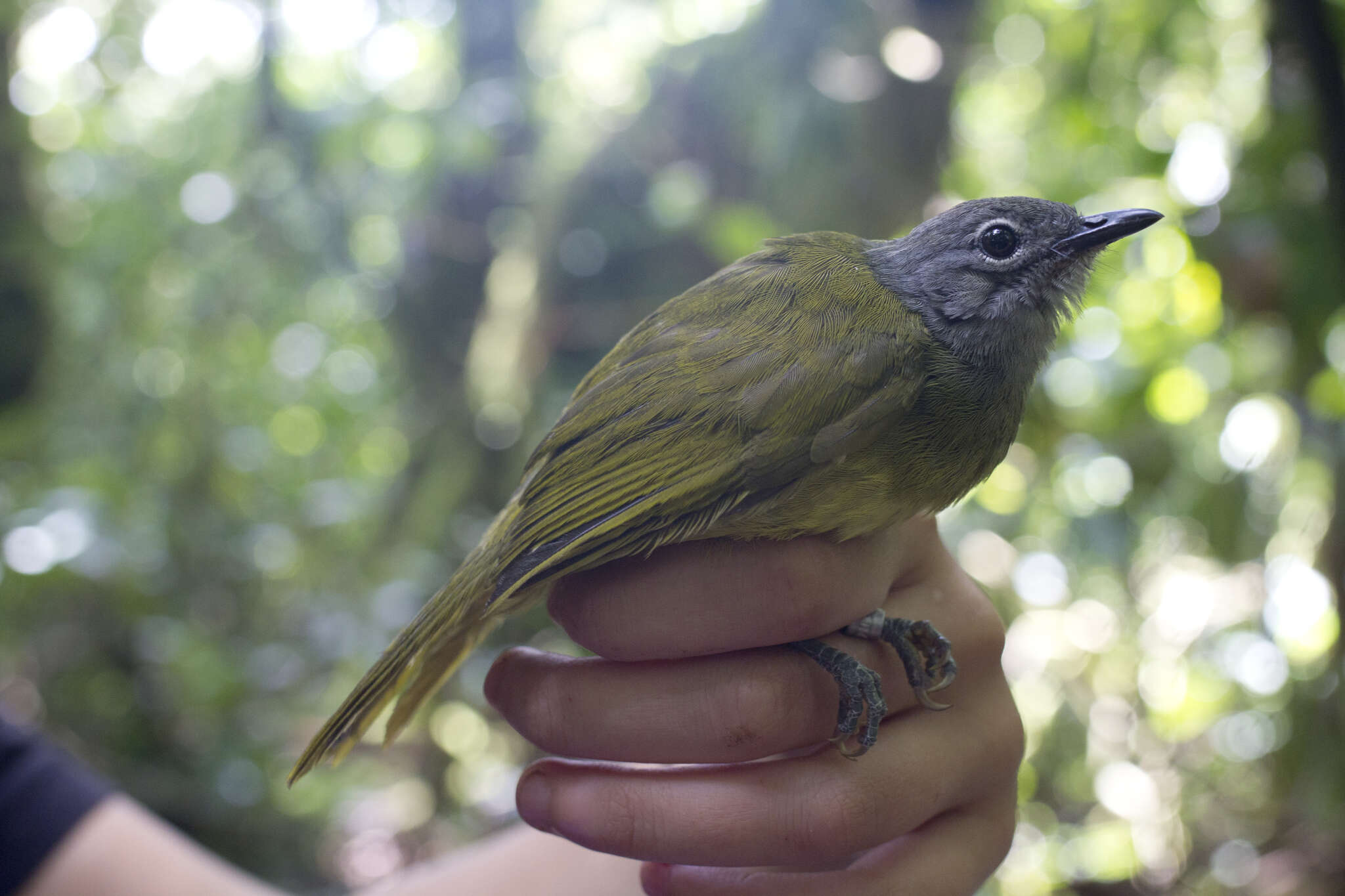 Arizelocichla tephrolaema (Gray & GR 1862)的圖片