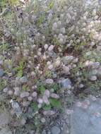 Imagem de Trifolium arvense L.