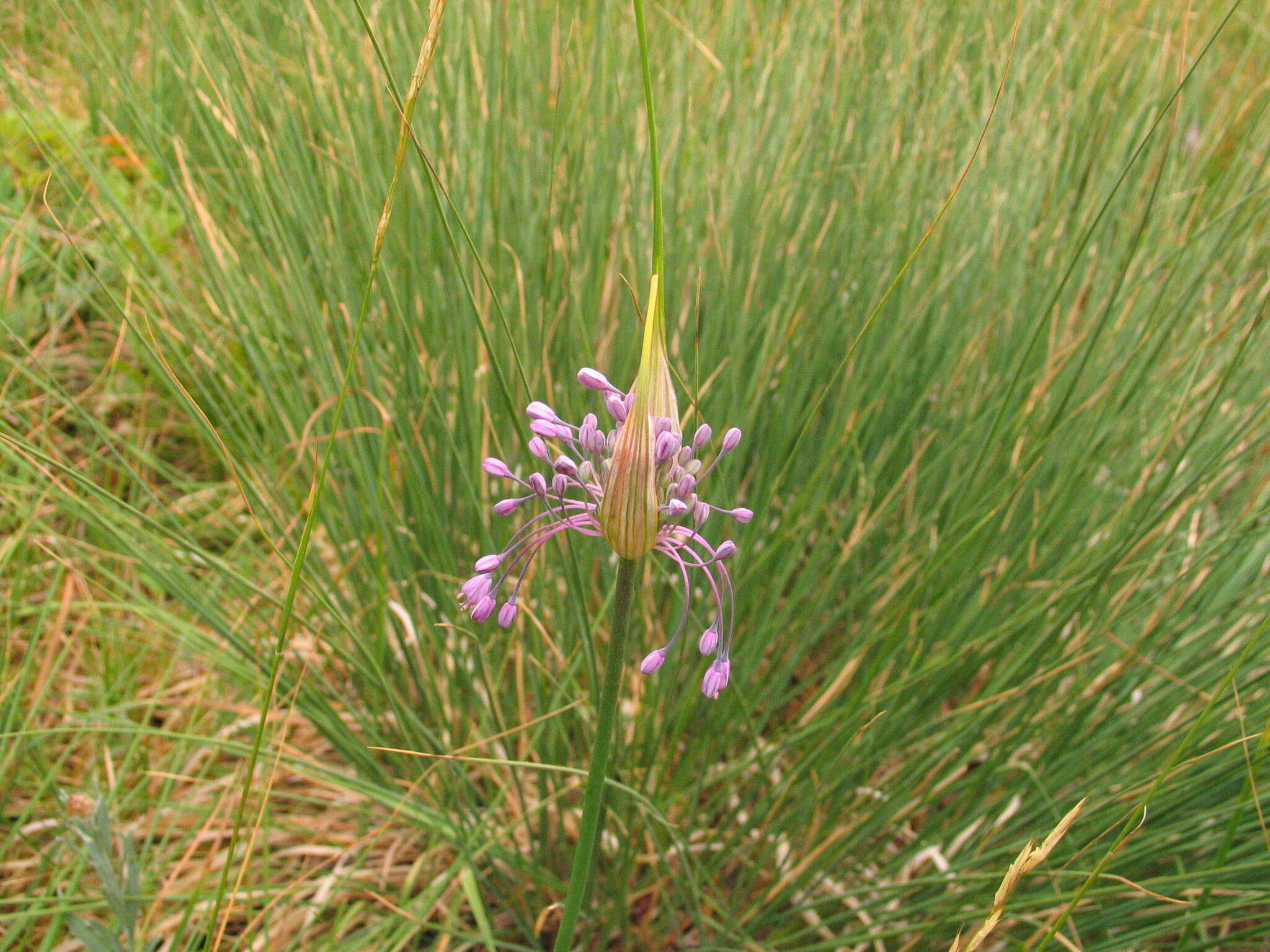 Image of Allium carinatum L.