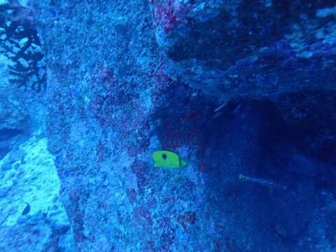 Image of Indian Teardrop Butterflyfish