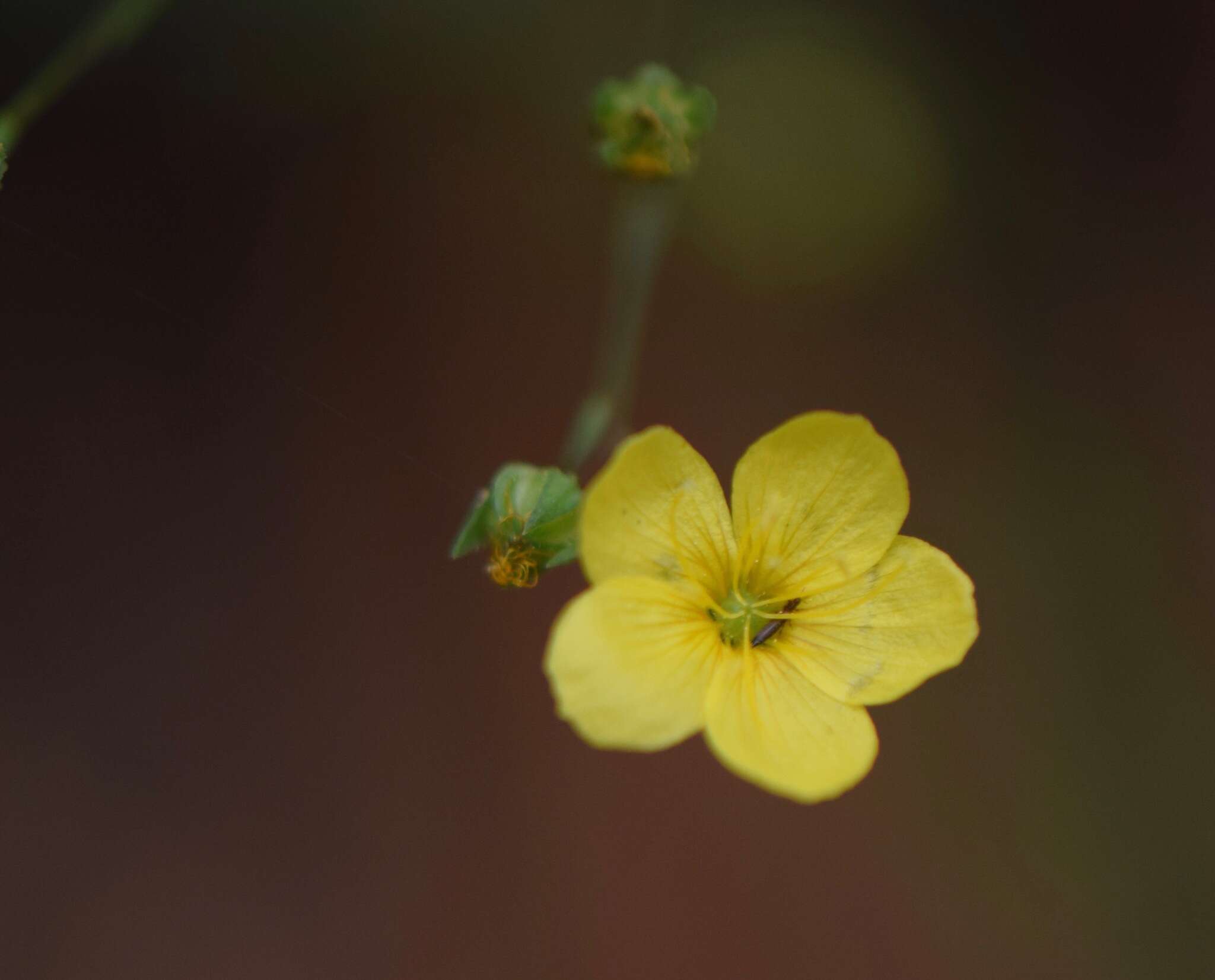 Linum nelsonii Rose resmi