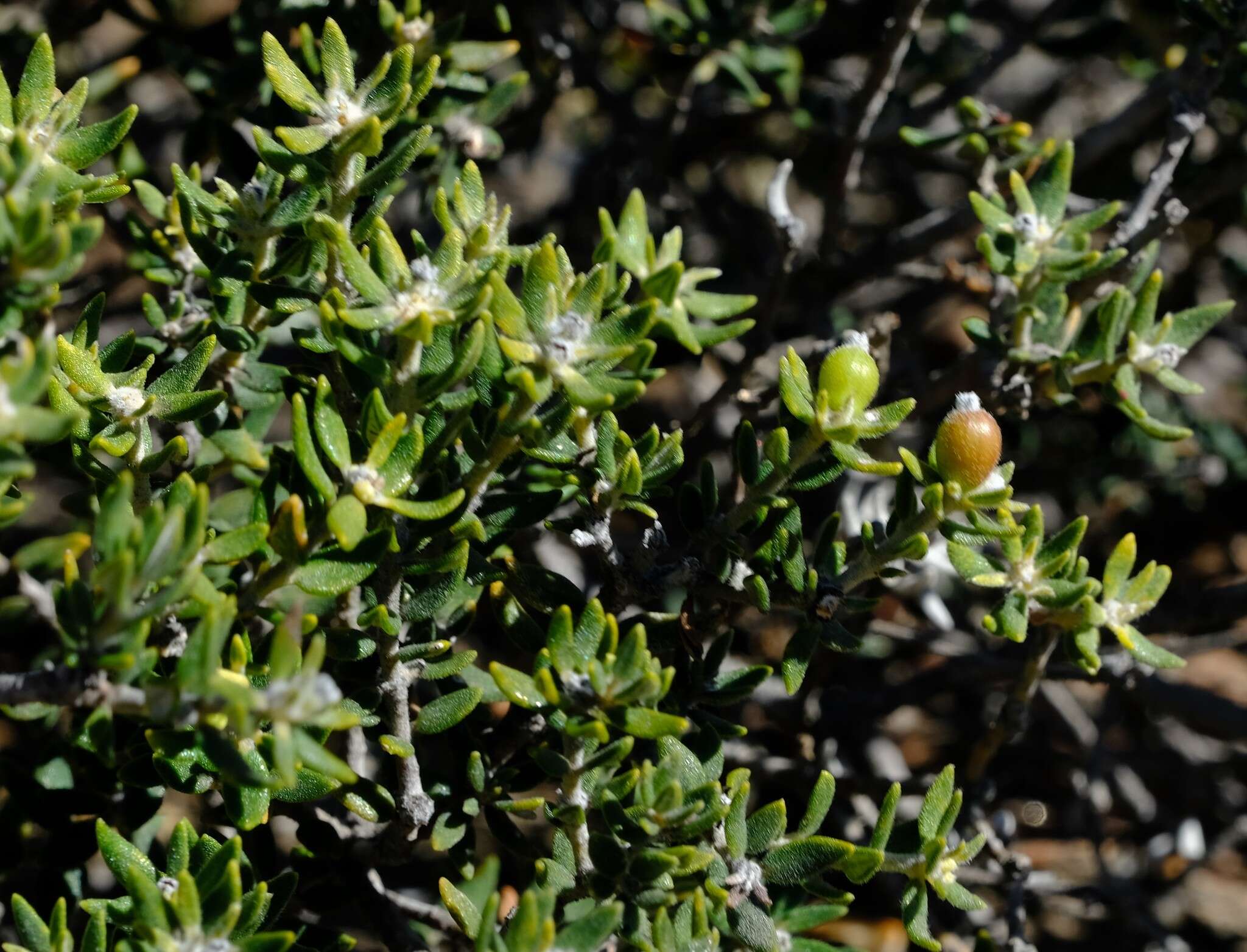 Image of Phylica fruticosa Schltr.