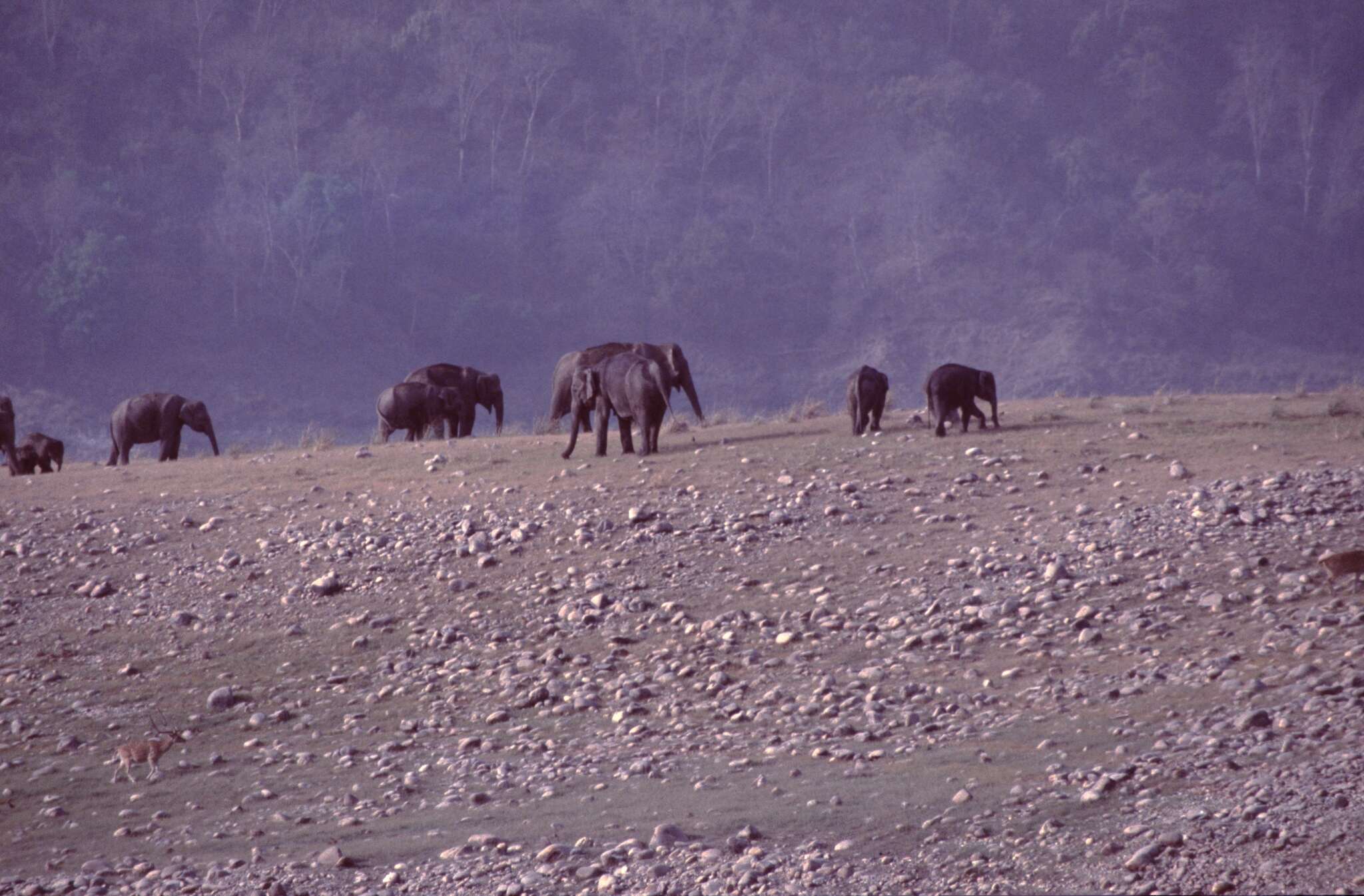 Image of Indian elephant