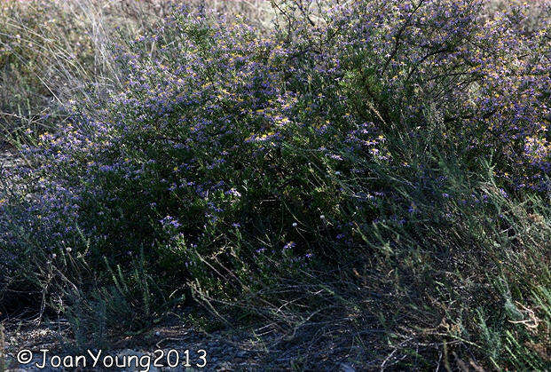 Image of Fine-leaved felicia