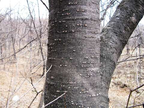 Imagem de Syringa reticulata subsp. amurensis (Rupr.) P. S. Green & M. C. Chang