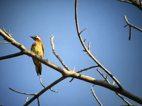 Image of Spot-breasted Woodpecker