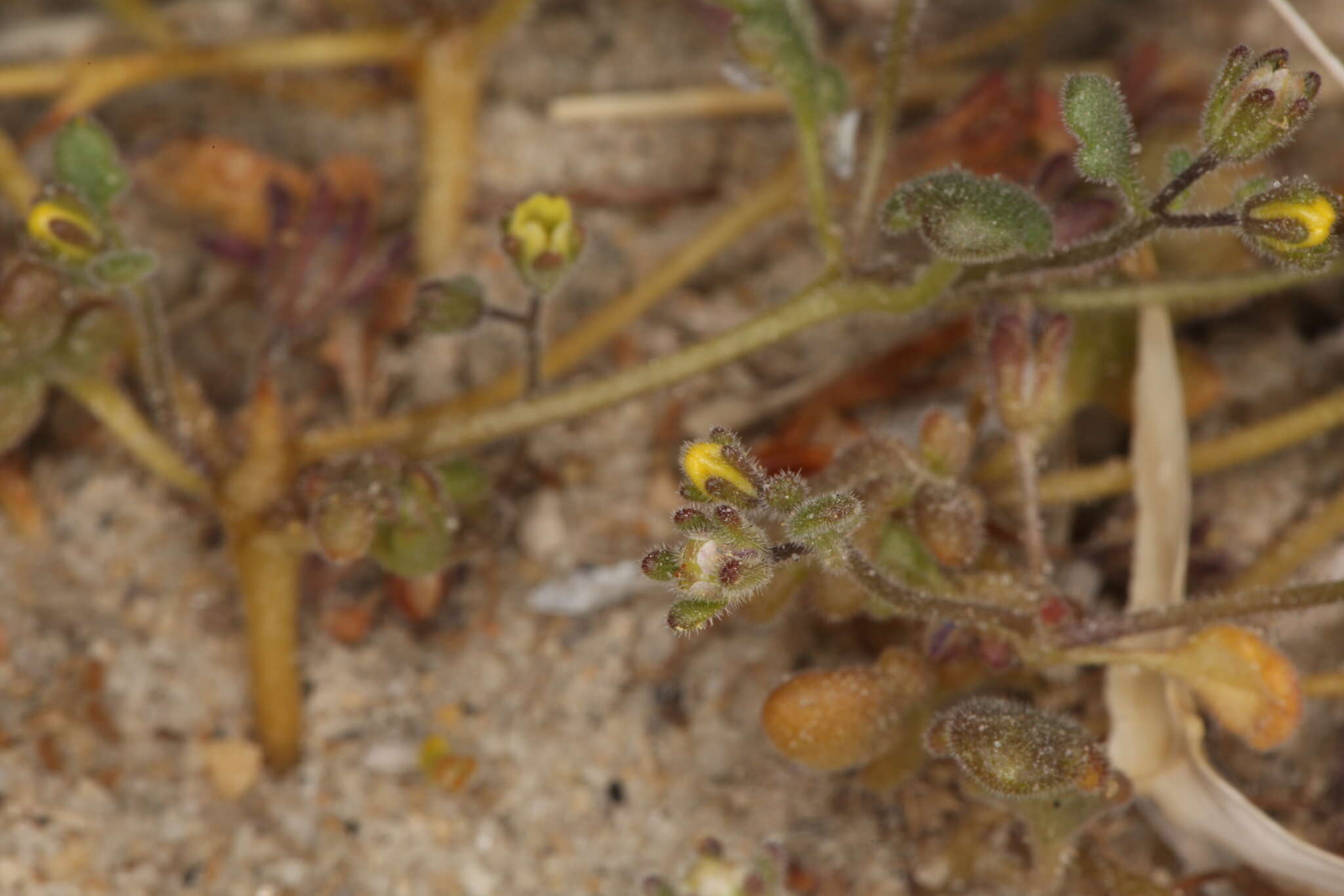 Image of Inyo Yellow Scorpion-Weed