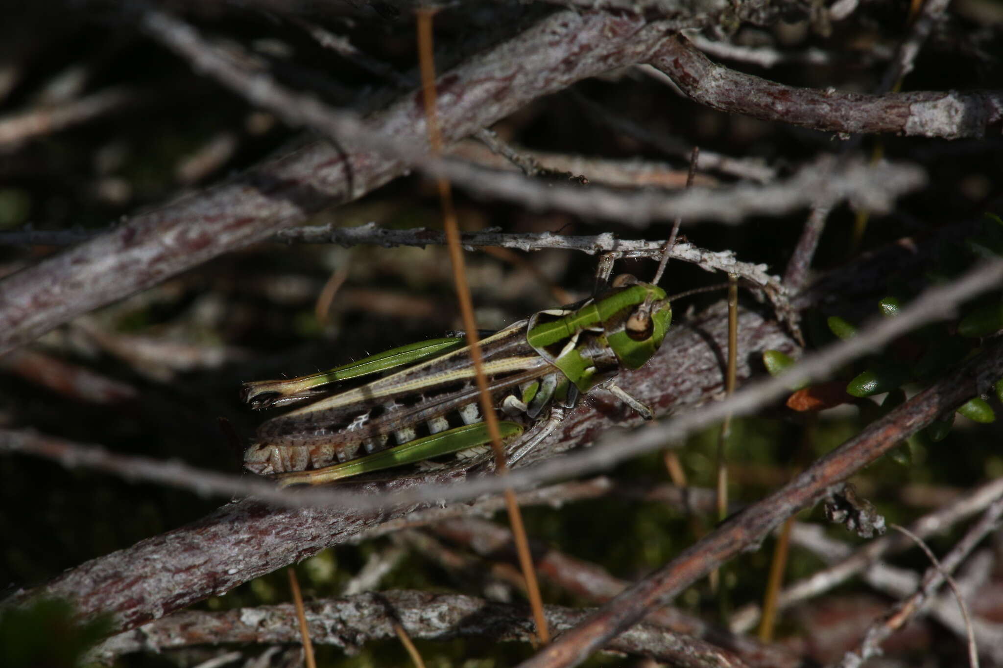 Plancia ëd Myrmeleotettix