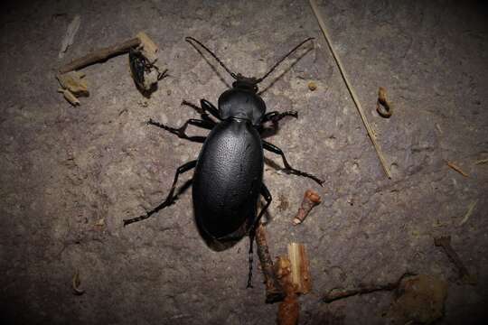 Image of Carabus (Procrustes) coriaceus cerisyi (Dejean 1826)