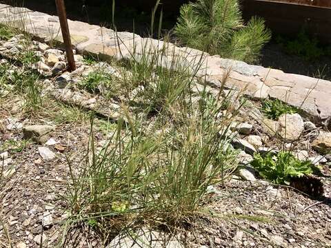 Imagem de Elymus elymoides (Raf.) Swezey