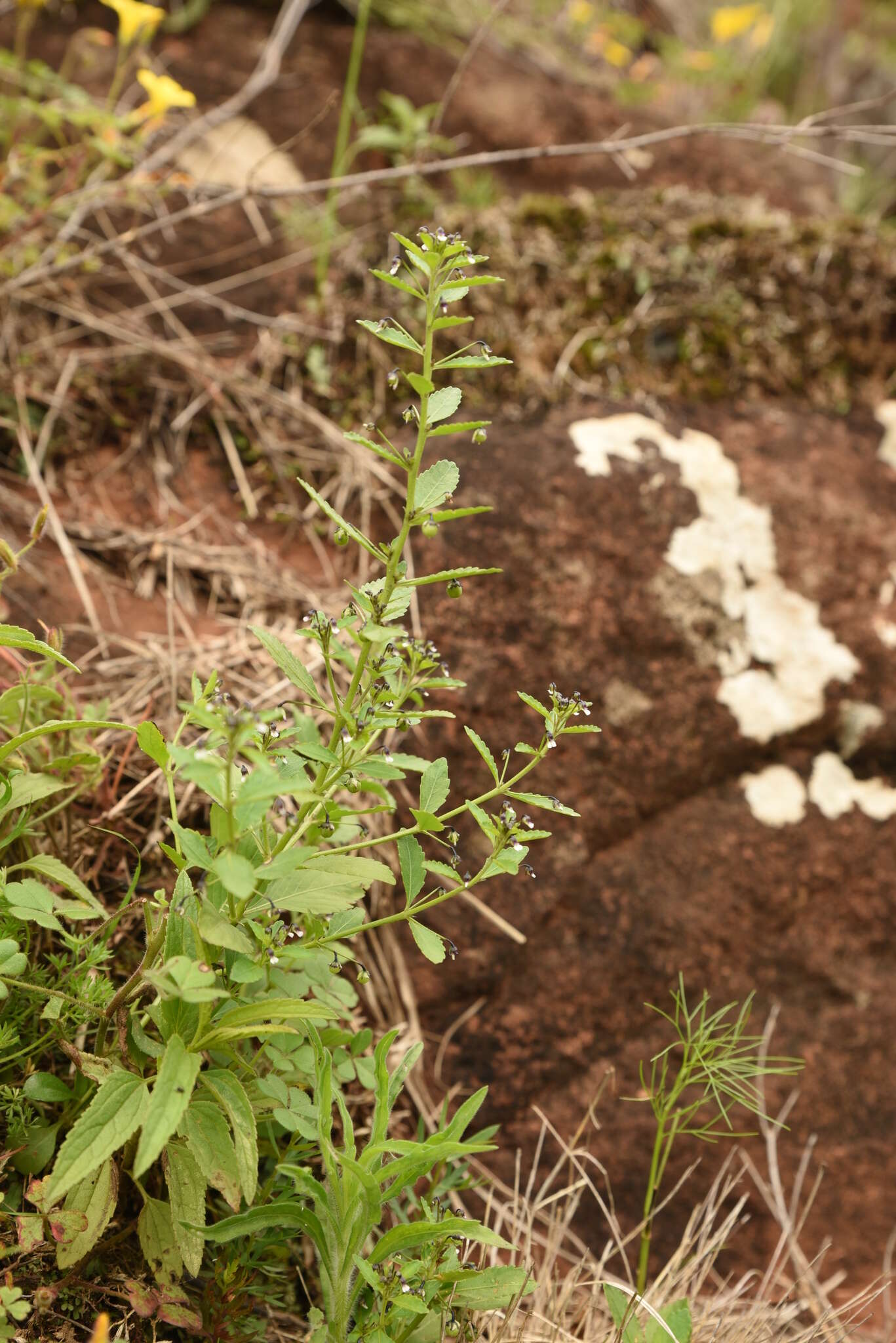 Pombalia parviflora (Mutis ex L. fil.) Paula-Souza resmi