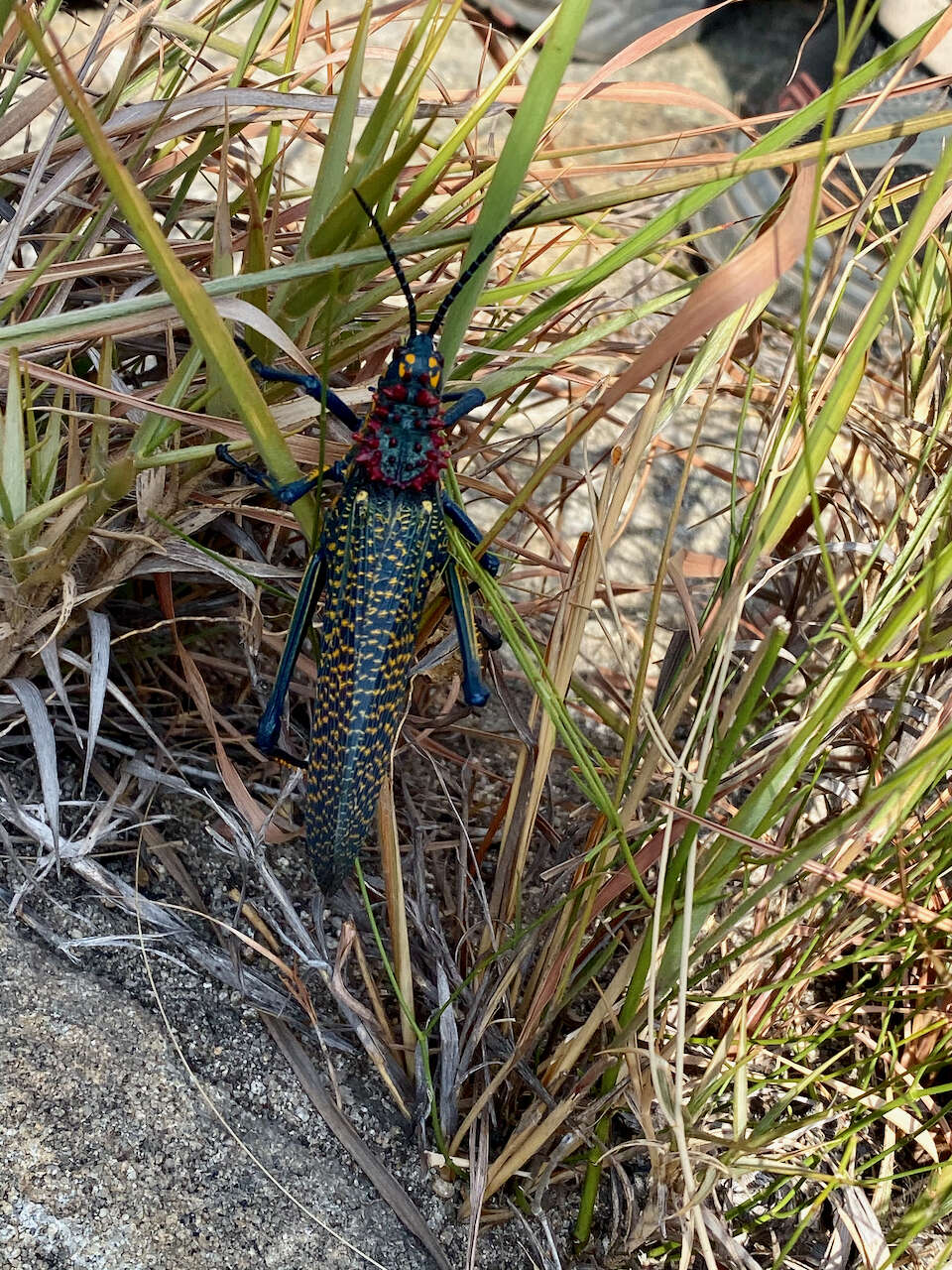 Plancia ëd Phymateus (Phymateus) saxosus Coquerel 1861