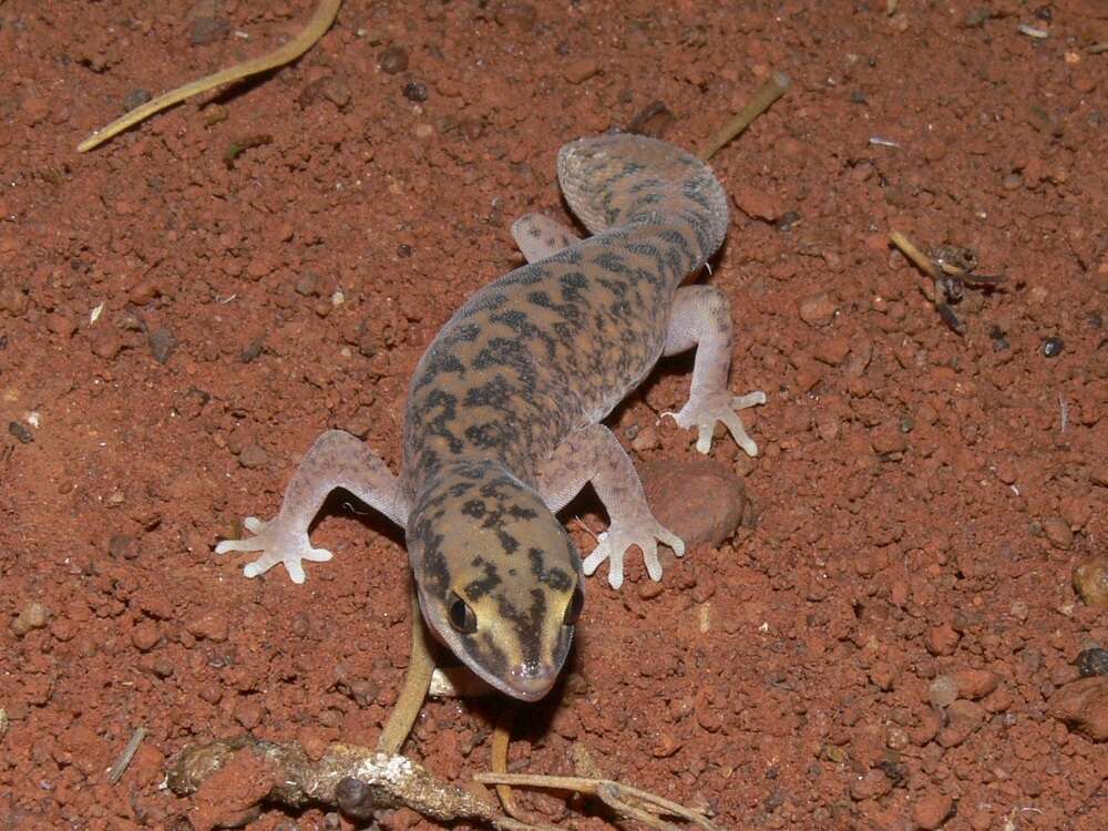 Image of Diplodactylus laevis Sternfeld 1925