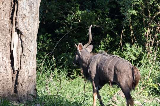 Image of Nyala