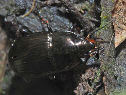 Image de Amara (Amara) lunicollis Schiödte 1837