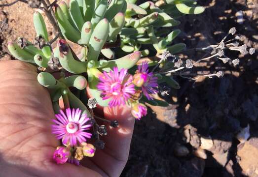 Imagem de Ruschia burtoniae L. Bol.