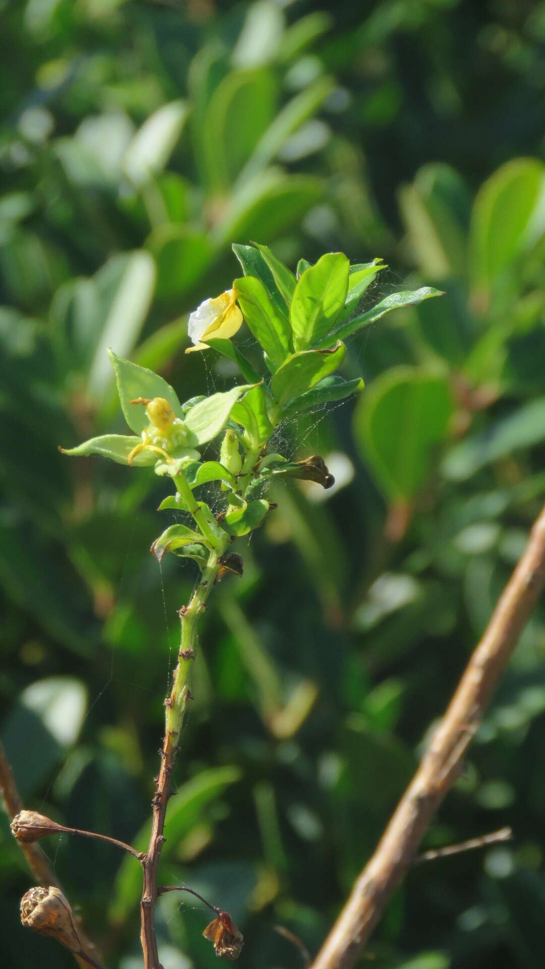 Image de Ludwigia multinervia (Hook. & Arn.) T. P. Ramamoorthy