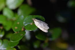 Image of Gymnobathra calliploca Meyrick 1884