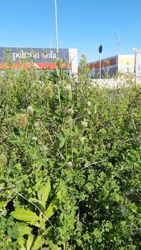 Image de Trifolium squarrosum L.