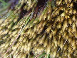 Image of woolly apple-moss