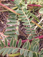 Imagem de Astragalus nuttallii var. virgatus (A. Gray) Barneby