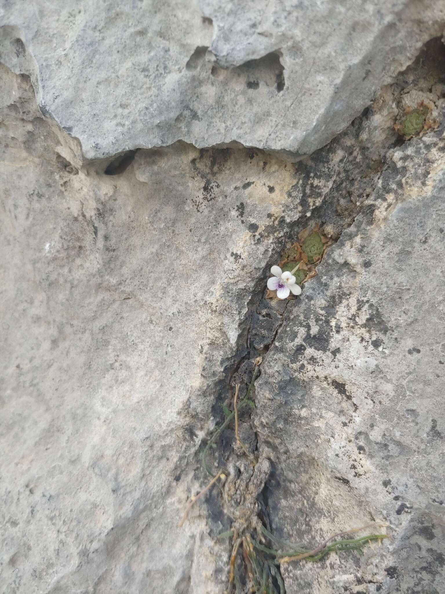 Image of Pinguicula gracilis S. Zamudio