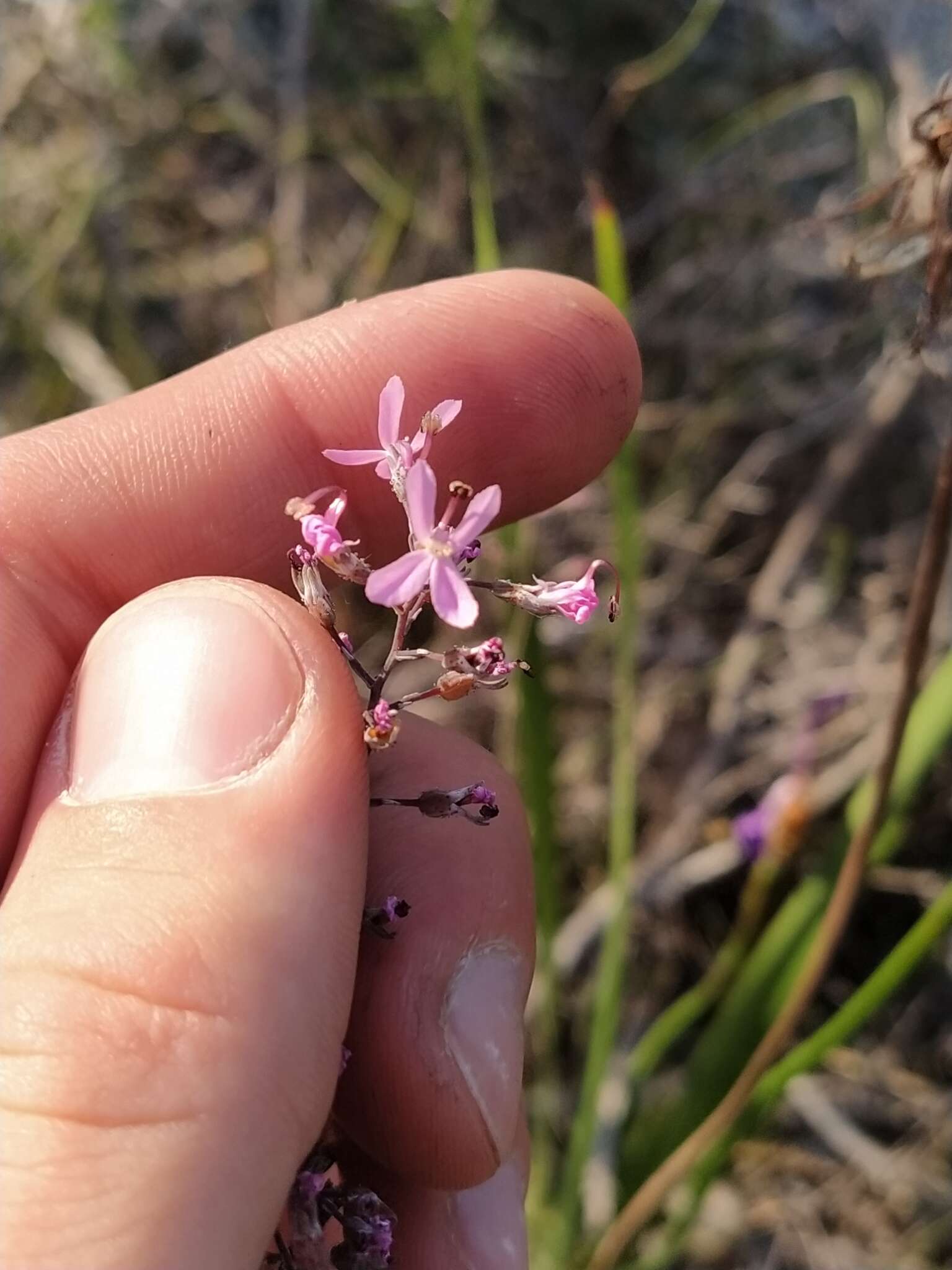 Image of Stylidium brunonianum Benth.