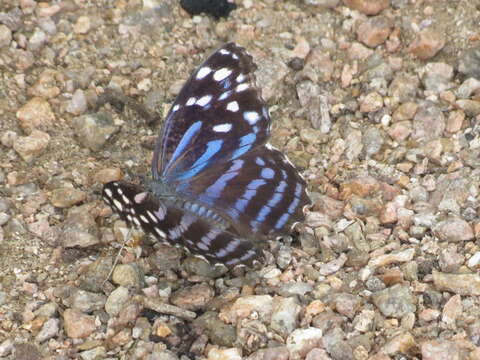 Image of Mexican Bluewing