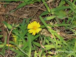 Sivun Ixeris japonica (Burm. fil.) Nakai kuva