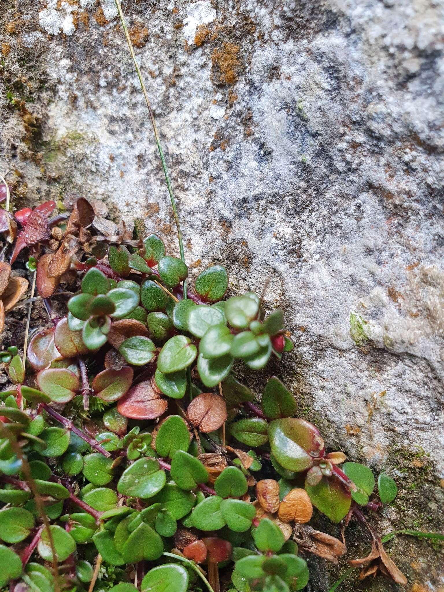 Imagem de Epilobium gracilipes T. Kirk