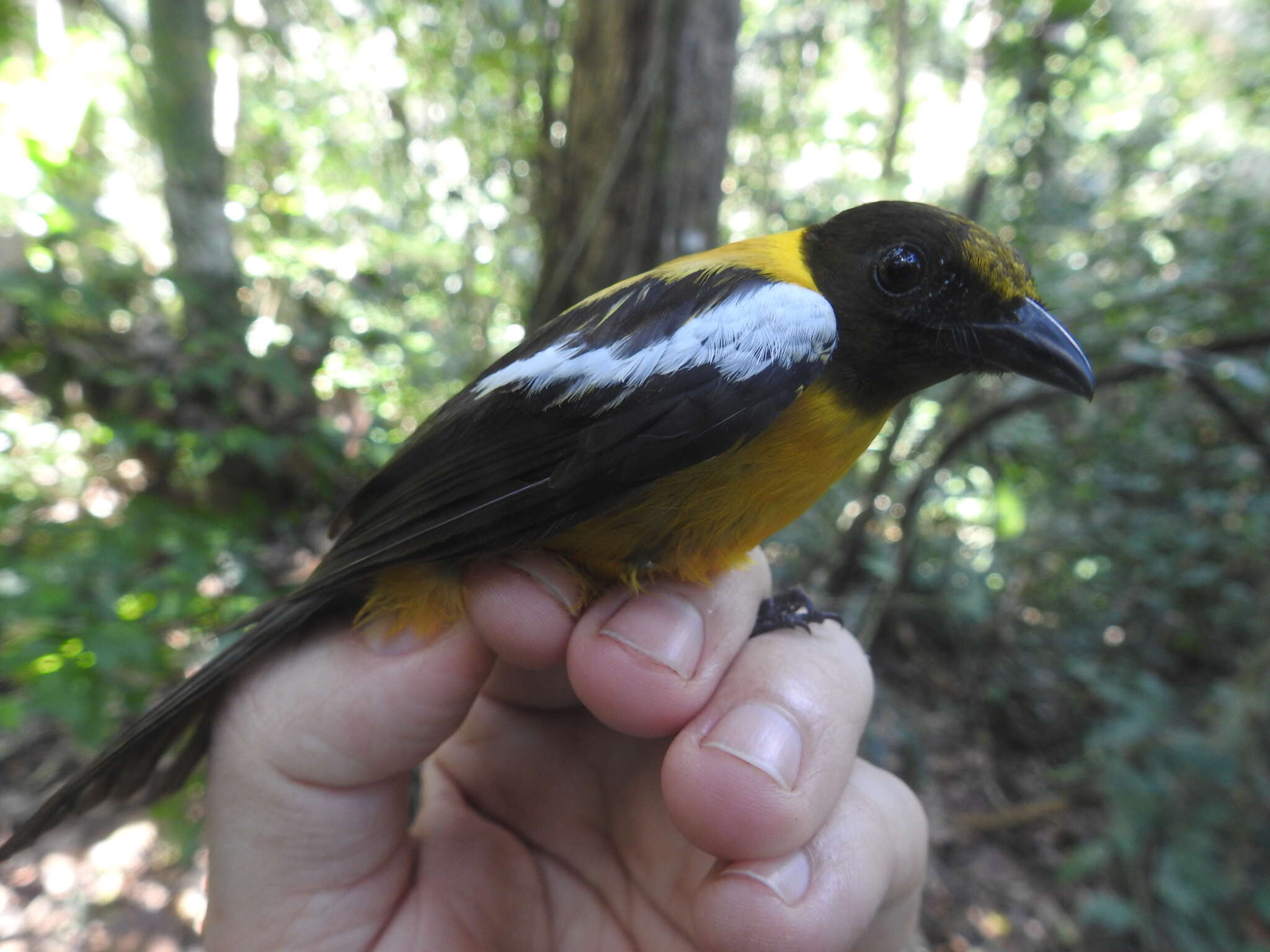 Image of White-winged Shrike-Tanager